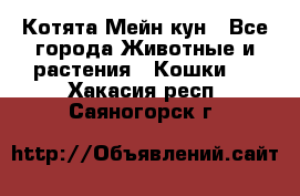 Котята Мейн кун - Все города Животные и растения » Кошки   . Хакасия респ.,Саяногорск г.